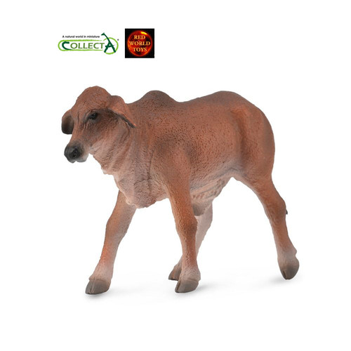Brahman red calf cow - red,