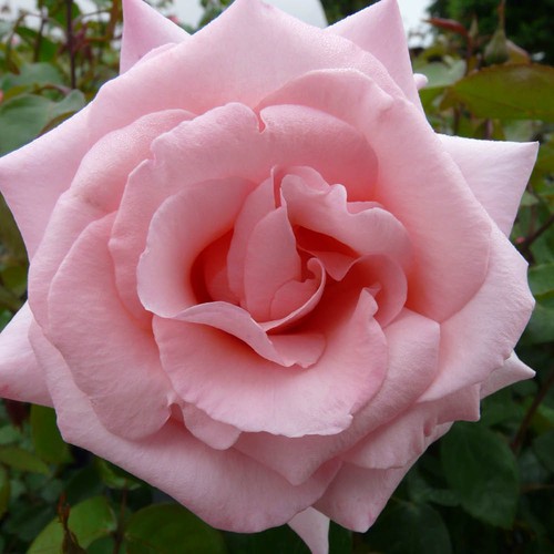 Harkness climbing rose high - climbing,