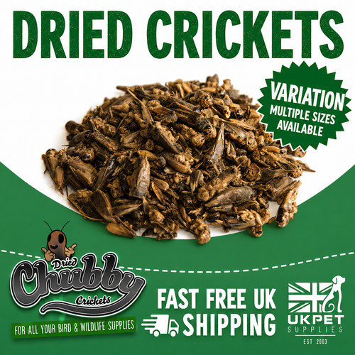Chubby dried crickets high - chubby,