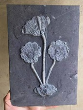 Natural Devonian prehistoric