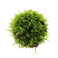 Floating moss ball - moss,