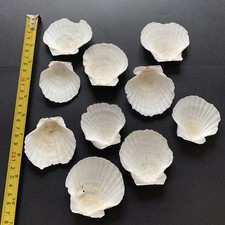 10x Variety of Sizes 5.5-6.5cm