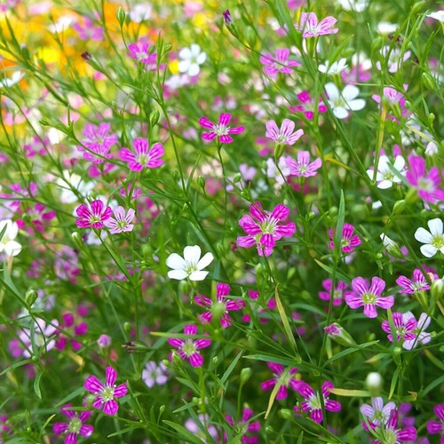 100 creeping rose gypsophila - creeping,