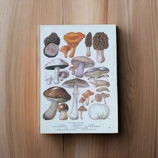 Edible Mushrooms Fungi Vintage Botanical Print Bookplate Illustration Wall Art
