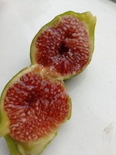 3 x Fresh Hardy Fig Tree