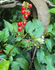 RIVINA HUMILIS - 25 x seeds -