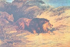 Vintage 1902 Heywood Hardy