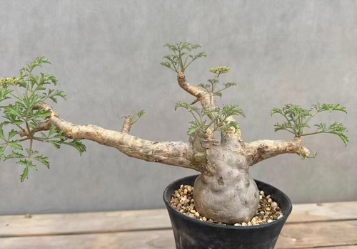 Rare plant cyphostemma - plant,