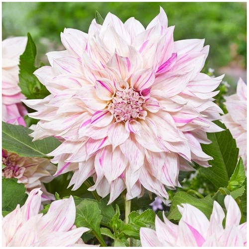 Cafe lait twist dahlia - au,