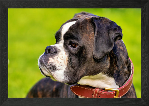 Beautiful boxer pup framed - pup,