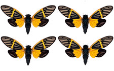4 Real Open Wings Cicada