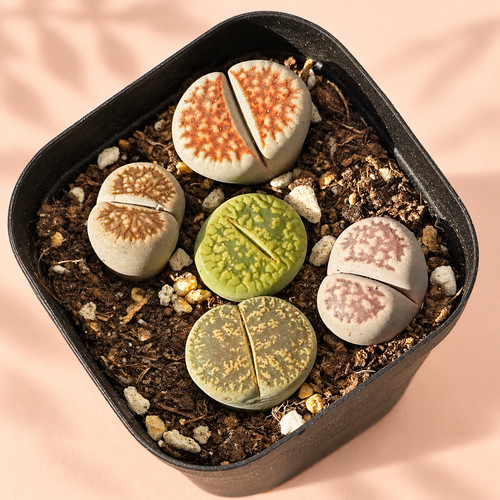 5pcs premium lithops - 5pcs,