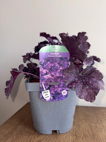 Heuchera forever purple - forever,