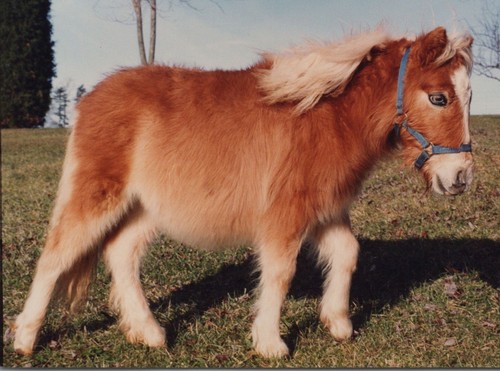 1990s pinto miniature cute - pinto,