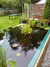 NEW Swimming Pool - Fish Pond