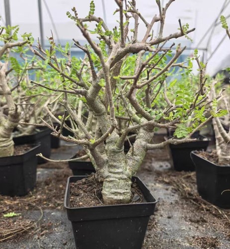 Boswellia neglecta caudex - boswellia,