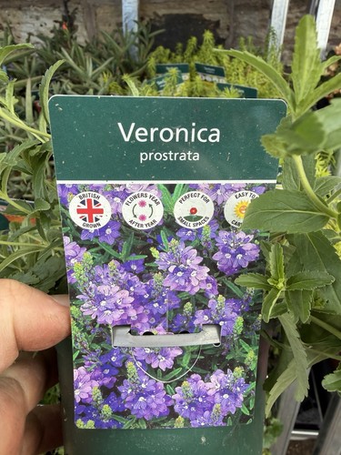 Alpine veronica prostrata - veronica, 1l