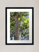 Sycamore Tree Framed Art Print