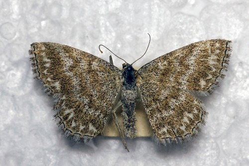 Lewes wave scopula - 🦋,