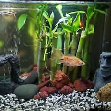 5 Lucky Bamboo 4" Plants, Free