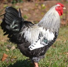 8 PUREBRED SILVER/  GOLD LACED