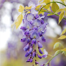 40pcs Purple Wisteria Flower seeds Perennial Climbing Bonsai