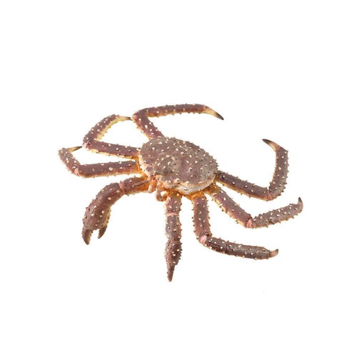 Collecta realistic animal - collecta,