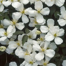 Climbing Plant, Clematis