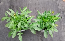 X 2 yes 2 coreopsis Golden joy  hardy perennial ready to flower 