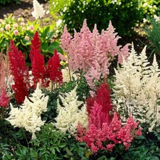 Astilbe Plant in 1L Pot -
