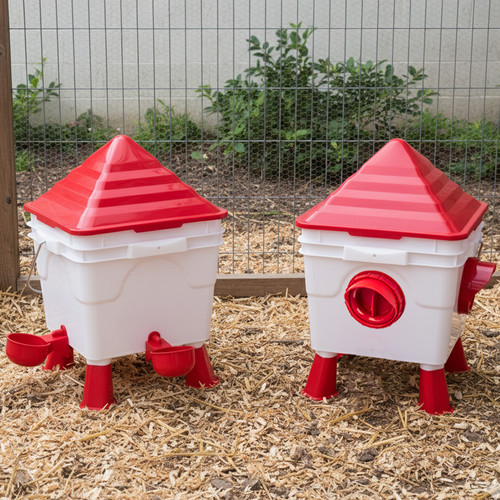 Kct raised chicken feeder - chicken,