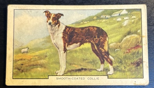 Gallaher cigarette card - card,