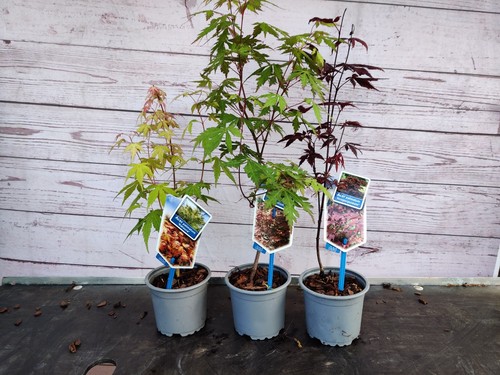 Acer palmatum mix japanese - 3x,