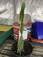  Dragon Fruit Plant Over 20cm