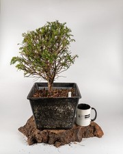 English Yew Bonsai Material