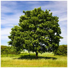 1 Field Maple Hedging, Native