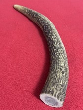 ONE PIECE OF RED DEER ANTLER