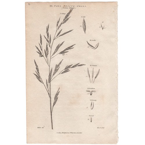 1812 thornton flora antique - 1812,