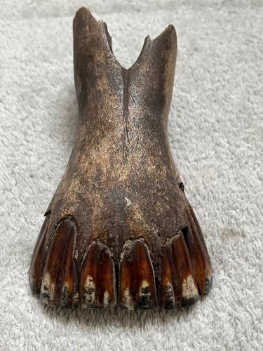 Exquisite fossilized teeth