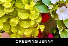🌱10+/ CREEPING JENNY BARE
