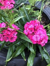 3x Sweet  William Fresh