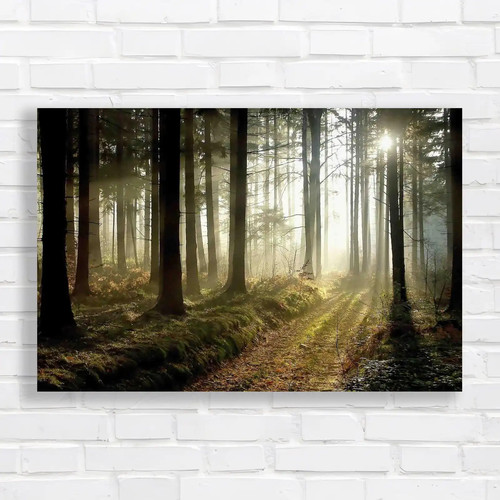 Misty dusk forest - misty,