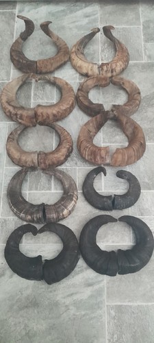 Pairs ram horns - pairs,