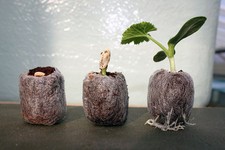 JIFFY 7 24MM X 45MM PEAT/COMPOST PLUG PELLETS X 50