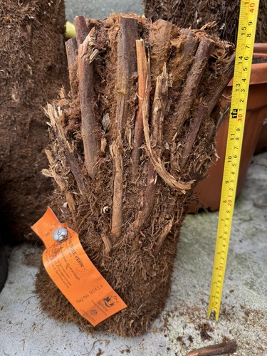 Dicksonia antarctica tree - antarctica, fern