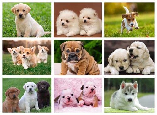 Puppy dog posters lots of - dog,