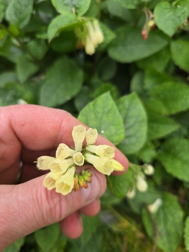 Dwarf comfrey bare root - dwarf,