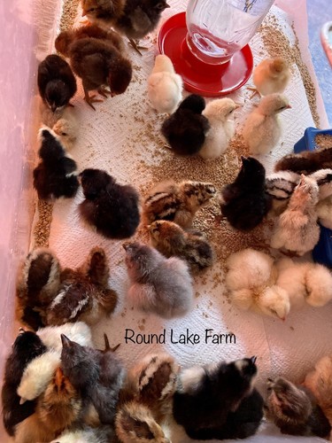 Fresh and fertilized - 12,