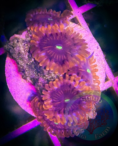 Saf people eater - saf~people, zoanthid