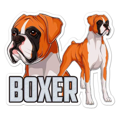Boxer dog puppy - boxer,
